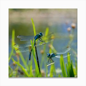 Dragonflies 2 Canvas Print