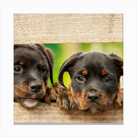 Two Rottweiler Puppies Canvas Print