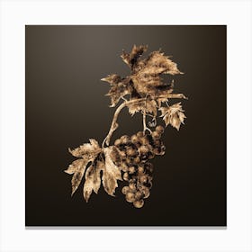 Gold Botanical Brachetto Grape on Chocolate Brown n.0411 Canvas Print