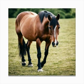 Horse In A Field 7 Canvas Print