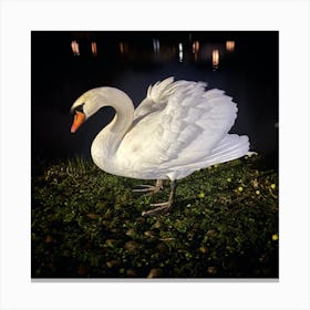 Swan At Night Canvas Print