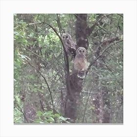 Barred Owls Canvas Print