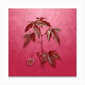 Vintage American Sweetgum Botanical in Gold on Viva Magenta n.0510 Canvas Print