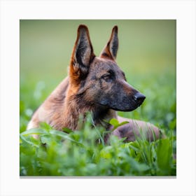 German Shepherd Dog In The Grass Canvas Print