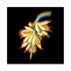 Prism Shift Banana Botanical Illustration on Black n.0315 Canvas Print