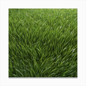 Green Grass 44 Canvas Print