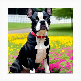 Boston Terrier 67 Canvas Print