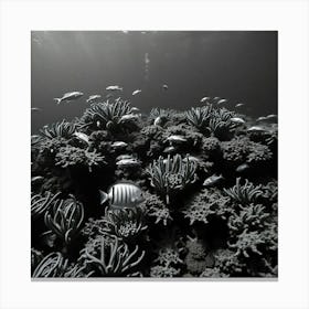 Black And White Coral Reef Canvas Print