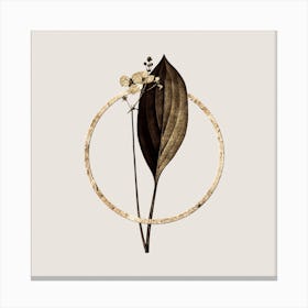 Gold Ring Bulltongue Arrowhead Glitter Botanical Illustration n.0153 Canvas Print