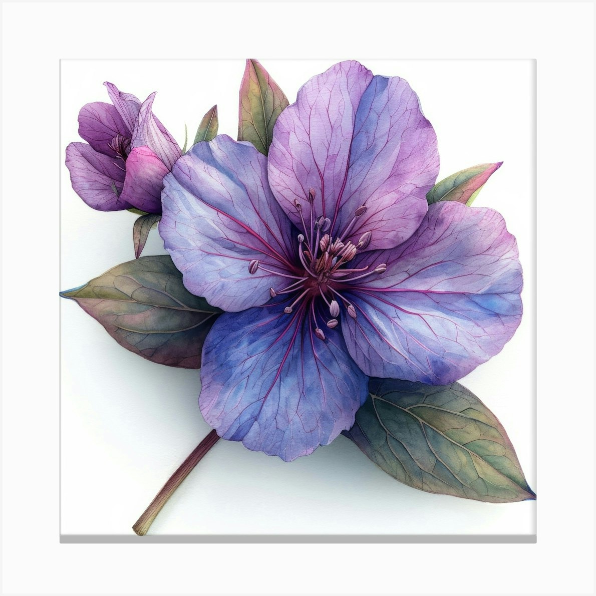 Clematis 10 Canvas Print by Aloke Design