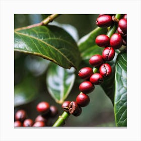 Coffee Berries 1 Canvas Print