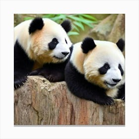 Cute China Panda Bears Adeline Yeo Canvas Print