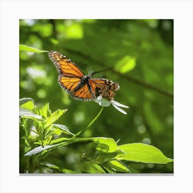 Monarch Butterfly - Monarch Butterfly Stock Videos & Royalty-Free Footage Canvas Print