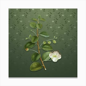 Vintage Caper Plant Botanical on Lunar Green Pattern n.2023 Canvas Print