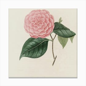 Camellia 6 Canvas Print