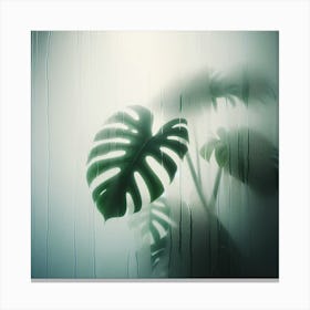 Nature Monstera Plant Leaves Botanical Fog Mist Canvas Print