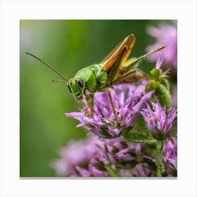Grasshopper On Purple Flower Canvas Print