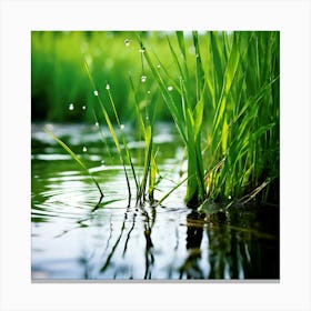 Grass Plant Reed Green Background Nature Closeup Garden Flora Growth Leaf Summer Spring (3) Canvas Print