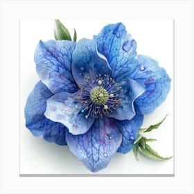 Blue Hellebore 3 Leinwandbild