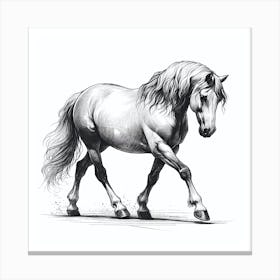 Horse Drawing 2 Canvas Print