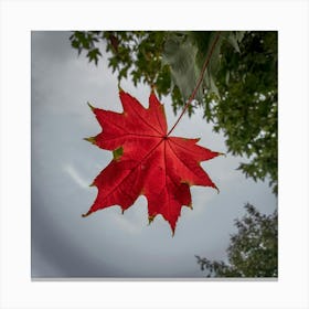 A Striking Photo Of A Vibrant Red Maple Leaf Canvas Print