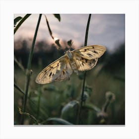 Moth At Sunset Canvas Print