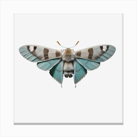 Butterfly Blue Moth 1 Canvas Print