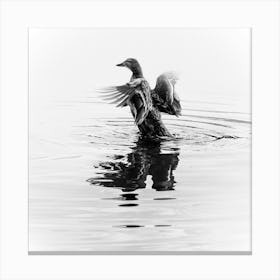 Black And White Duck In The Water With Open Wings. White Canvas Print