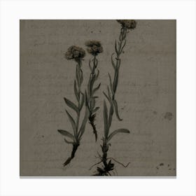 Two Flowers Canvas Print