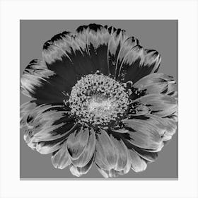 Black And White Flower 1 Canvas Print