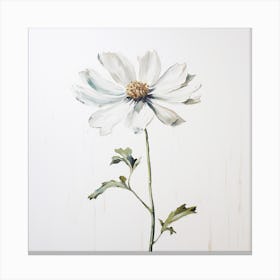 White Cosmos Canvas Print