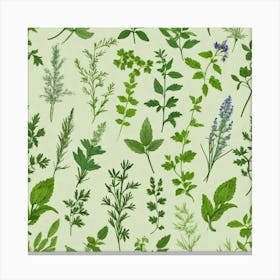 Seamless Pattern Of Herbs 7 Canvas Print