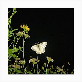 White Moth At Night Canvas Print