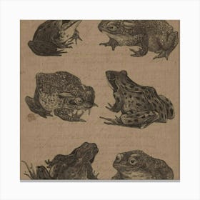 Frogs Canvas Print