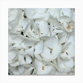 White Hydrangeas Canvas Print