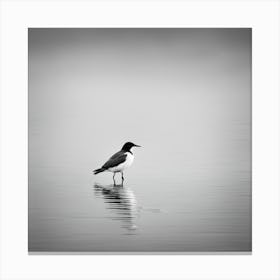 Gull963 Canvas Print