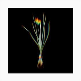 Prism Shift Rush Leaf Jonquil Botanical Illustration on Black n.0281 Canvas Print