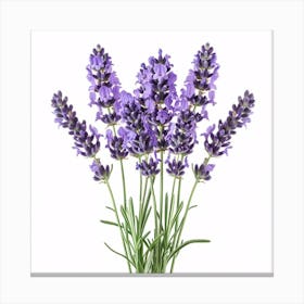 Lavender Flowers On A White Background Canvas Print