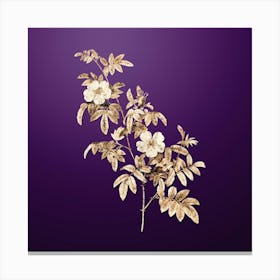 Gold Botanical Musk Rose on Royal Purple n.3328 Canvas Print