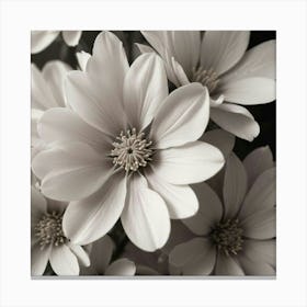 Black And White Flowers Canvas Print