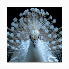 Peacock 2 Canvas Print