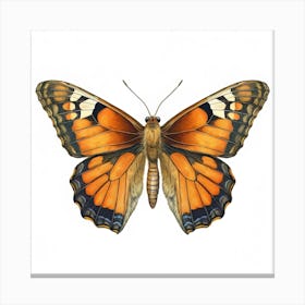 Butterfly 5 Canvas Print