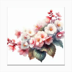 Flower of Begonia 2 Canvas Print