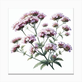 Flower of Verbena Canvas Print