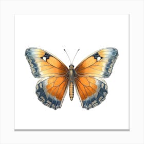 Butterfly 19 Canvas Print