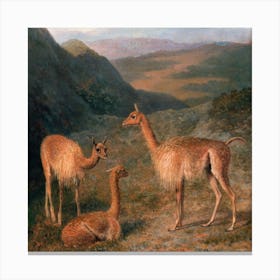 Peruvian Llamas Square Canvas Print