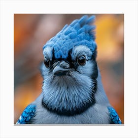 Blue Jay 3 Canvas Print