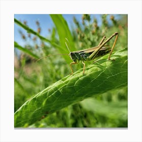 Grasshopper 71 Canvas Print