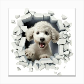 Poodle Canvas Print