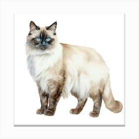 Siamese Cat 5 Canvas Print